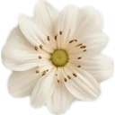 Apoluna app icon