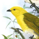 Mohua app icon